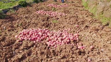 农民群众收土豆