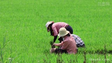实拍炎热夏季种植水稻