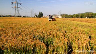 实拍自动化收割水稻