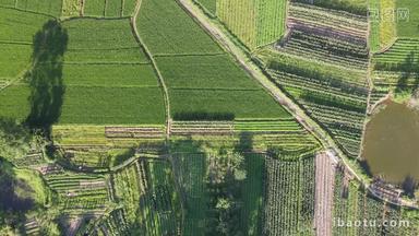 绿色农田水稻农业种植基地航拍