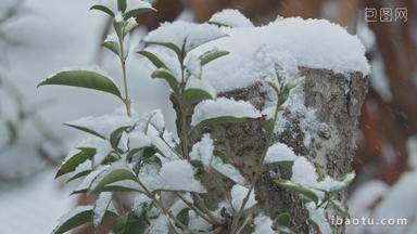 冬天下雪镜头升格4K实拍空镜