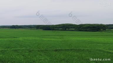 农业种植绿色水稻竖屏航拍