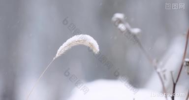 冬天大雪中的狗尾巴草