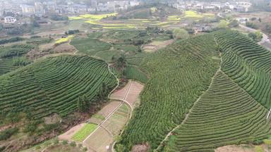 茶叶茶园种植基地航拍