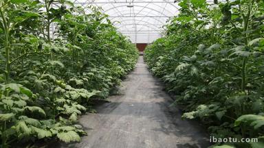 航拍现代农业大棚有机蔬菜种植基地