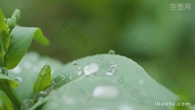 下雨水滴<strong>植物</strong>慢镜头4K