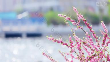 河堤旁被风吹动的粉色山桃花