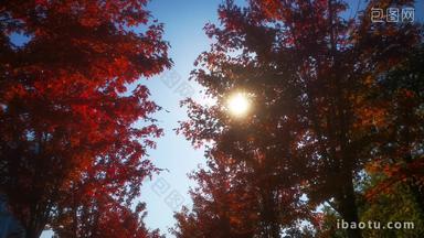 秋天红色枫叶植物树枝