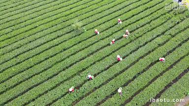 茶园航拍采摘绿茶英德红茶实拍