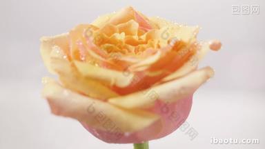 沾着水珠的玫瑰唯美花空镜慢镜头实拍