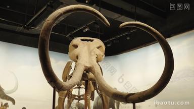 博物馆里的猛犸象骨架模型化石