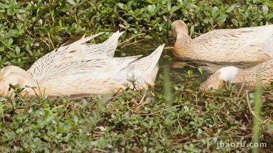 农村散养鸭子池塘觅食升格慢镜