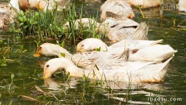 农村散养鸭子池塘觅食实拍