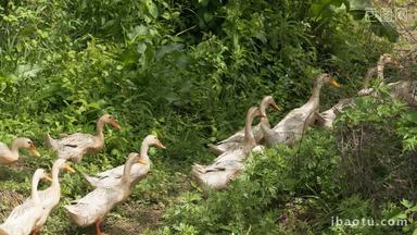 农村散养鸭子排队返回院子