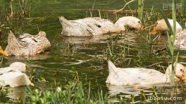 池塘一群鸭子觅食特写实拍镜头