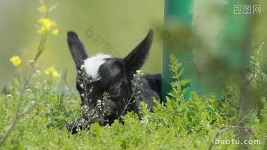 春天小羊羔吃草动物畜牧业