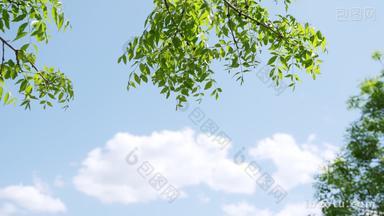 蓝天白云下的树叶绿叶清新唯美