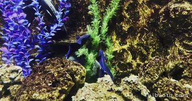 匙吻鲟海洋馆里的热带鱼观赏鱼