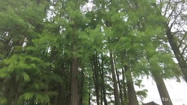 自然风光树枝树叶无锡太湖鼋头渚风景区实拍