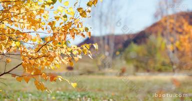 北方秋天枯萎金黄的桦树叶