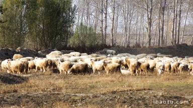 羊群野外放牧牧羊犬