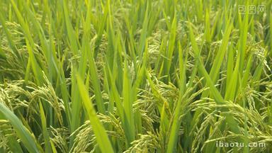 水稻小麦稻穗粮食庄家成熟丰收