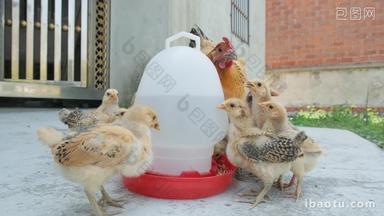 农村散养老母鸡带着鸡苗喝水