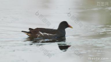 池塘湿地富营养化黑水鸡水鸟