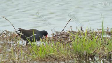 春天池塘湿地水鸟觅食黑水鸡