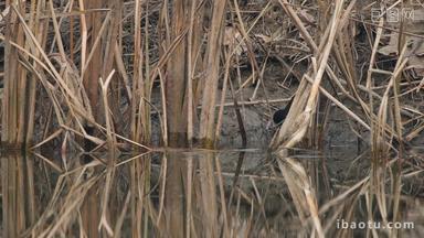 冬天沼泽湿地池塘黑水鸡觅食