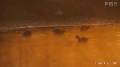 清晨浓雾笼罩池塘湿地黑水鸡