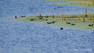 夏天池塘湿地小鸟觅食黑水鸡