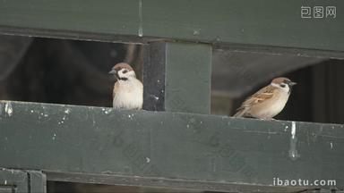 榫卯木制房梁上的麻雀小鸟
