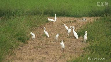 夏天一群白鹭在田野里休息