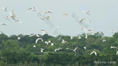 一群白鹭在天空飞翔翱翔升格
