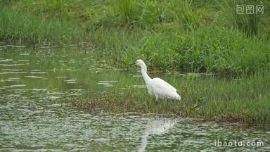 春天下雨沼泽湿地大白鹭起飞