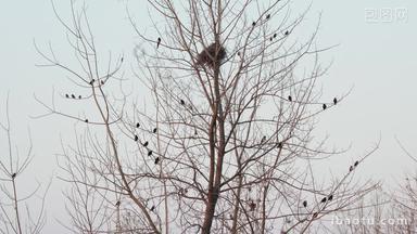 冬天农村树枝头一群八哥鸟