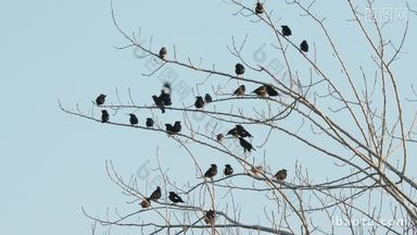 秋天树枝头一群八哥乌鸦鸟