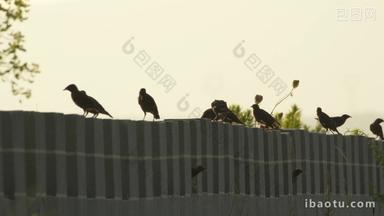 夕阳下城墙上一群八哥乌鸦