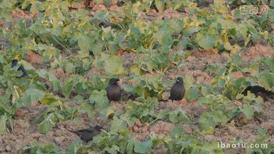 八哥鸟乌鸦偷吃农民种植蔬菜