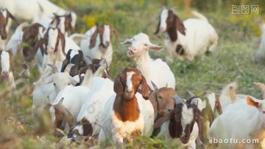 秋季清晨牧民放养的山羊群