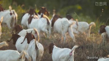 秋天清晨山羊群行走在草丛中