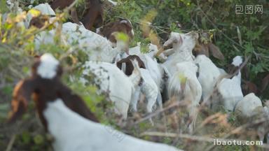 秋天一群小山羊在草丛吃树叶
