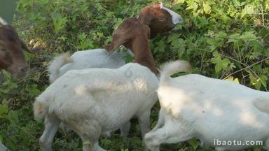 夏天一群山羊在草丛吃草觅食