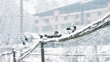雪中电线上<strong>的</strong>乌鸦鸟群