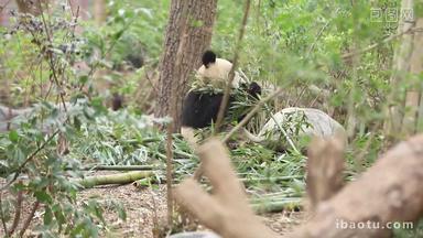 四川大熊猫吃竹子可爱视频