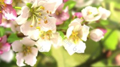 春天鲜花盛开的3d动画