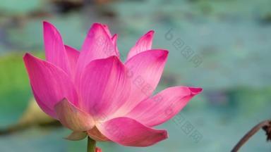 粉红色的莲花花。版税高品质的免费股票画面美丽的粉红色莲花。背景是粉红色的莲花和黄色的莲花芽在池塘。乡村和平场面