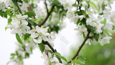 苹果<strong>树</strong>花春天白色唤醒自然颜色早期宏4k视频