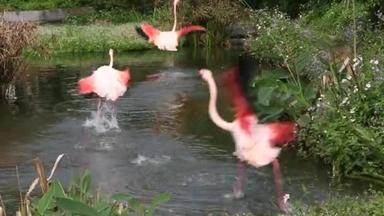 在炎热的夏天，一群火烈鸟在湖中的树林里<strong>歇息</strong>，在动物园里，火烈鸟在树间<strong>歇息</strong>- -丹